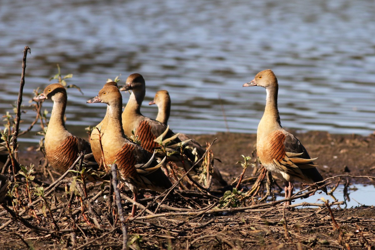 Plumed Whistling-Duck - ML63977501