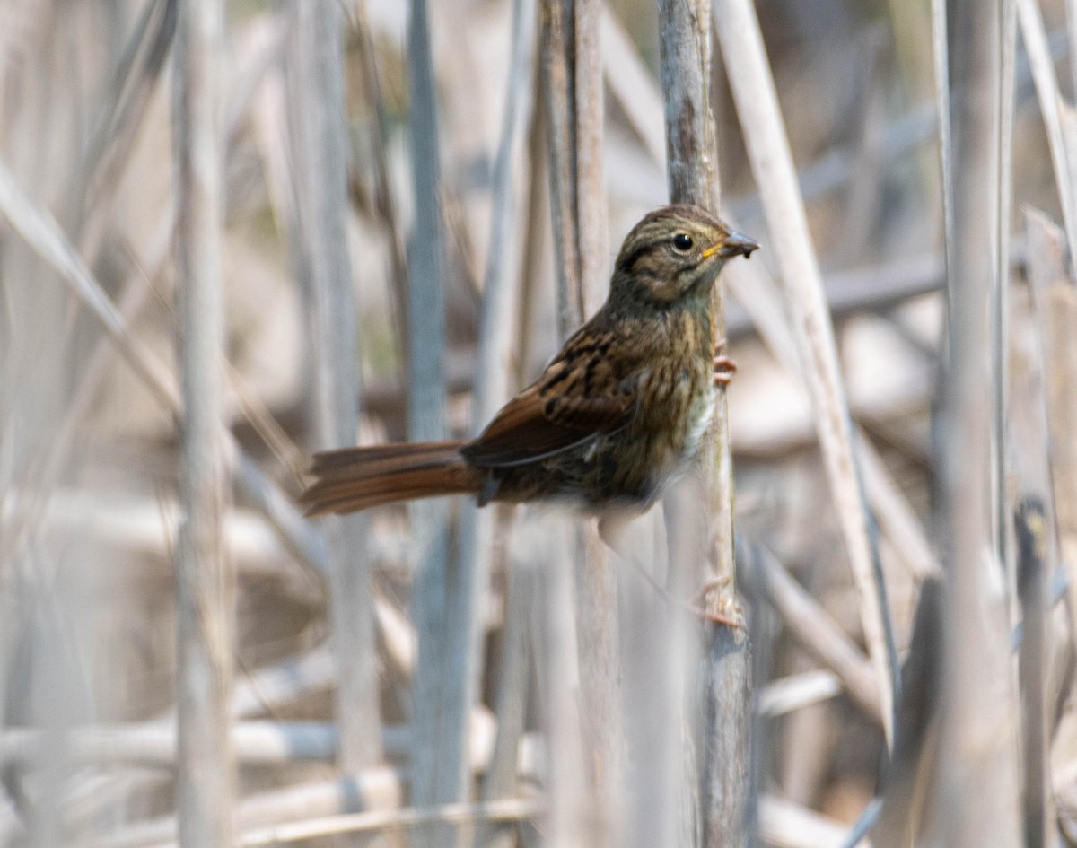 Swamp Sparrow - ML639775034