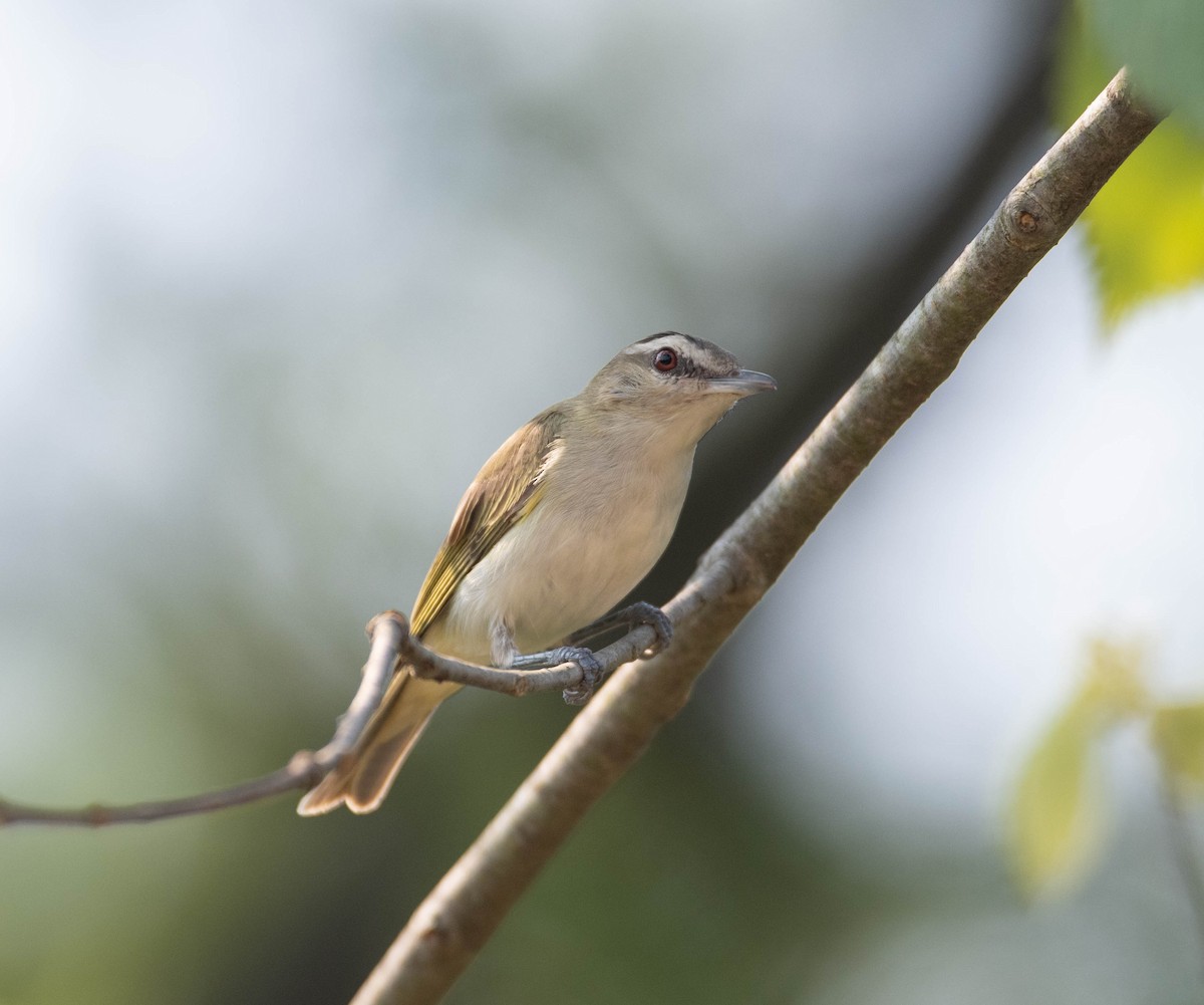 Red-eyed Vireo - ML639775054