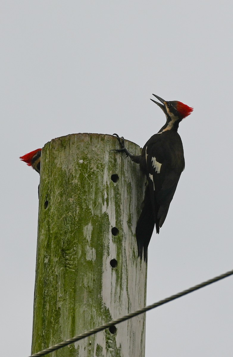 Pileated Woodpecker - ML639775098