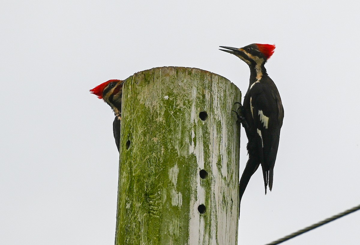 Pileated Woodpecker - ML639775100