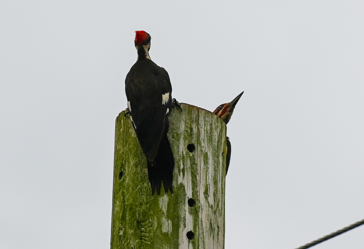 Pileated Woodpecker - ML639775101