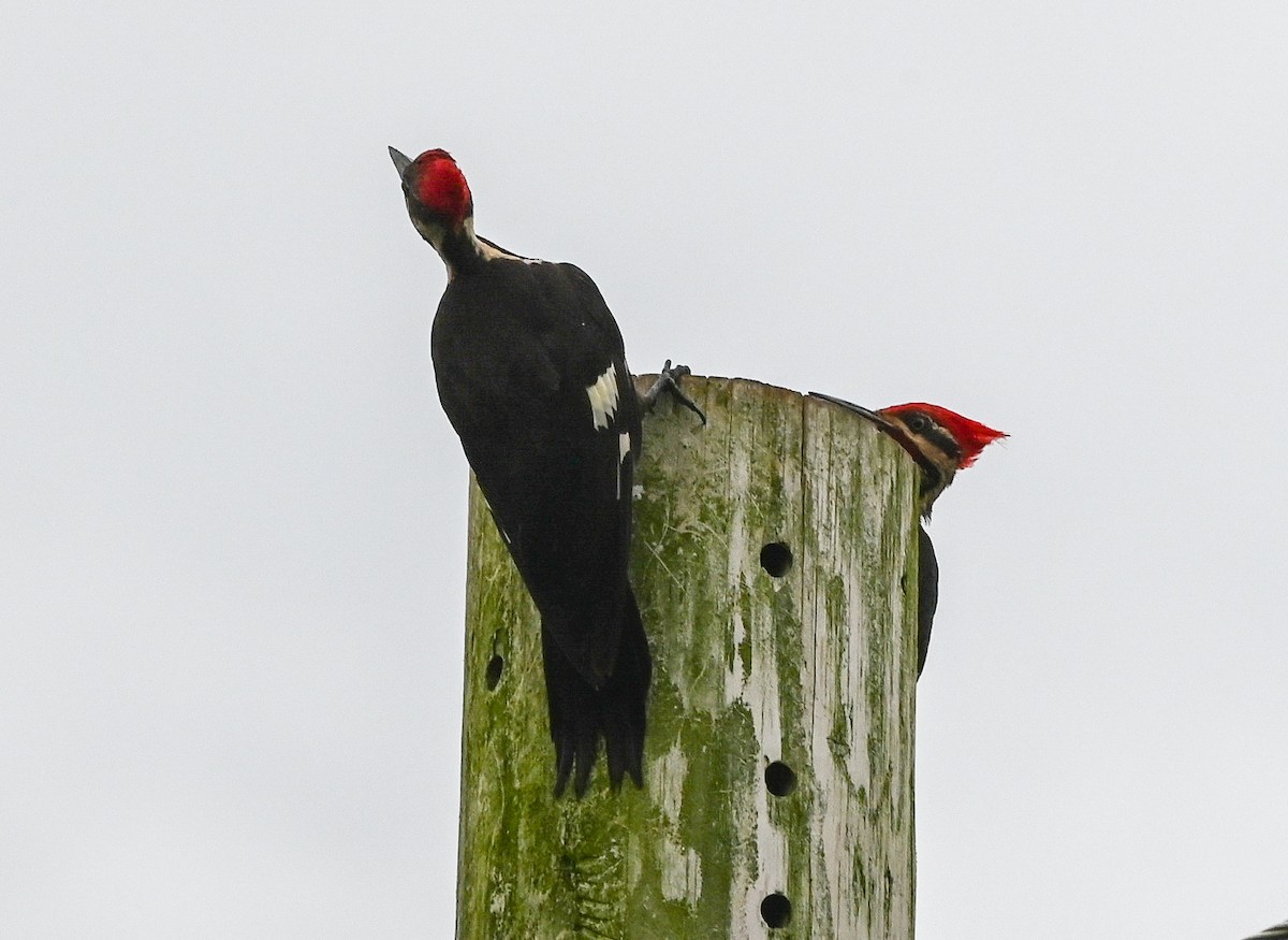 Pileated Woodpecker - ML639775102