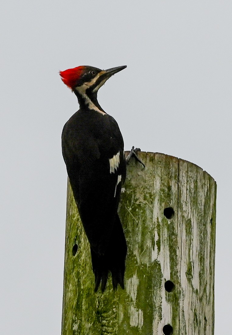 Pileated Woodpecker - ML639775103