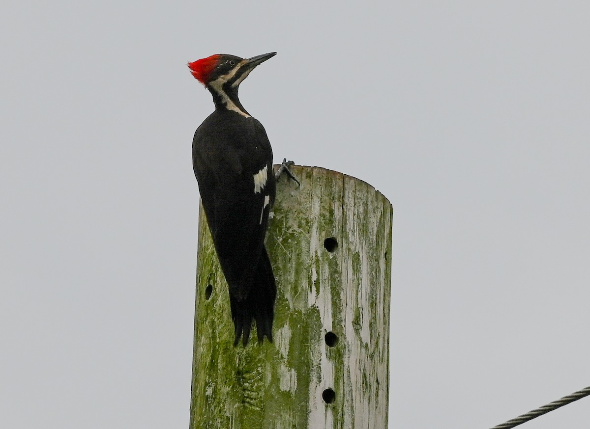 Pileated Woodpecker - ML639775104