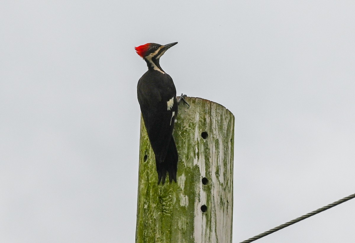 Pileated Woodpecker - ML639775105