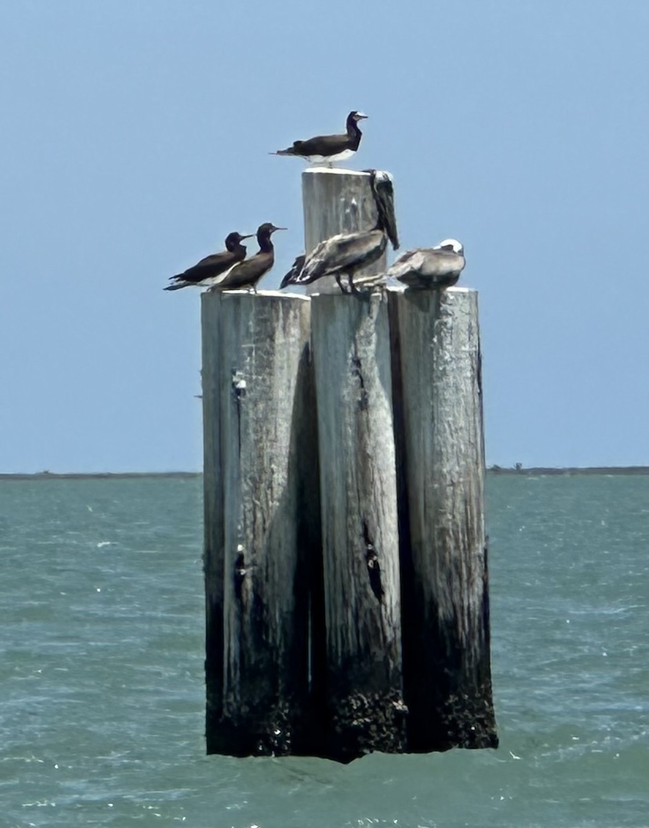 Brown Booby - ML639775115