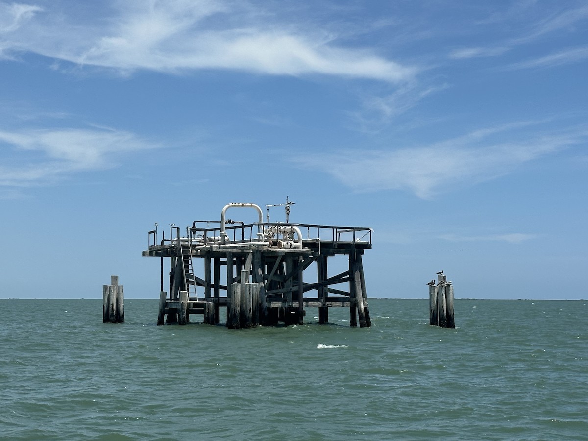 Brown Booby - ML639775116