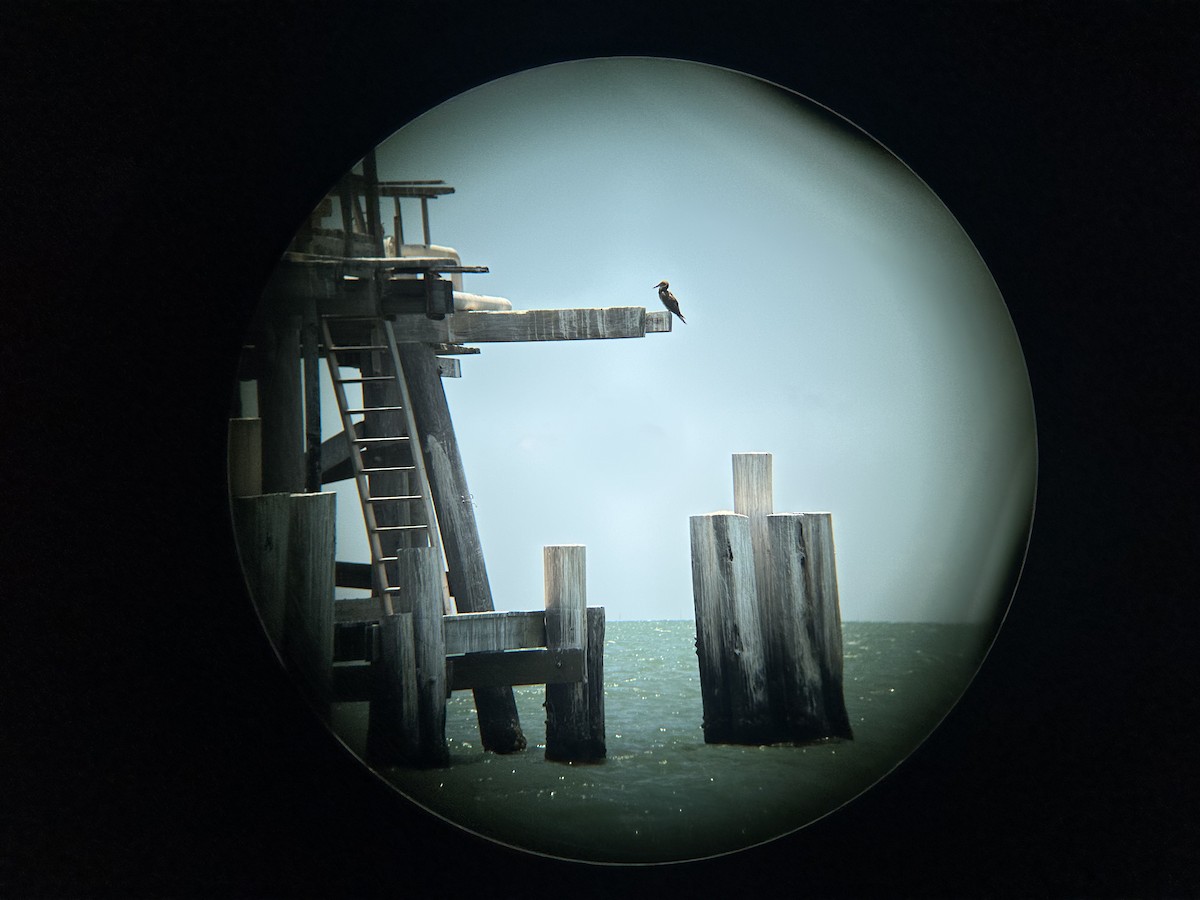 Brown Booby - ML639775117