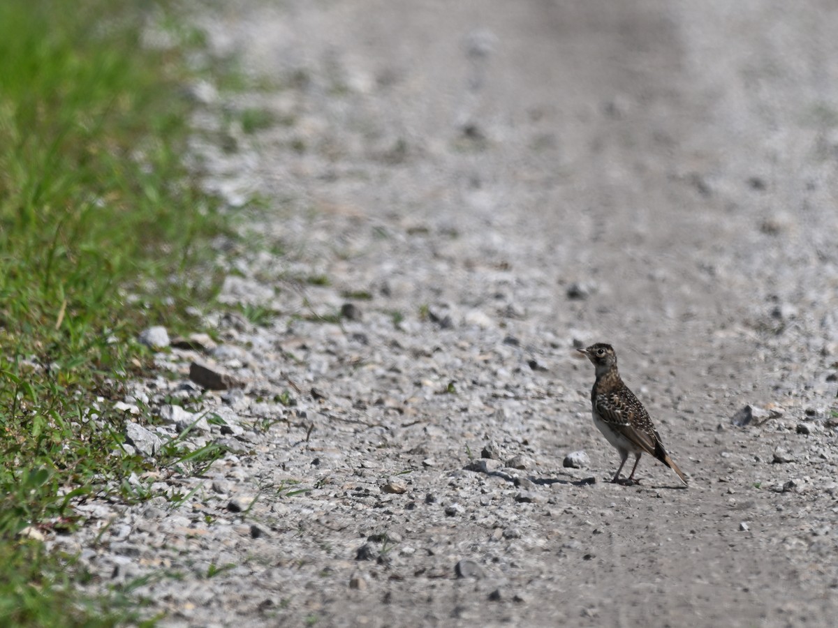 Horned Lark - ML639775154