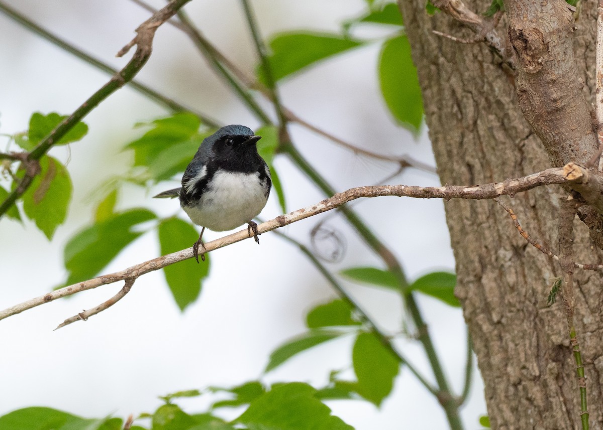 Black-throated Blue Warbler - ML639775157