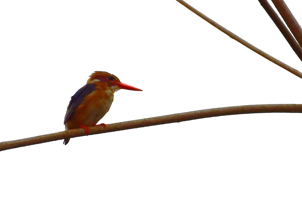 African Dwarf Kingfisher - ML639775194