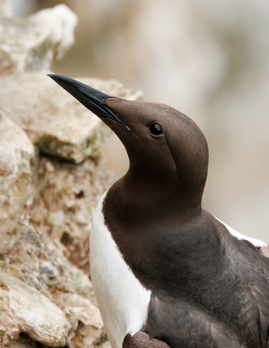 Common Murre - ML639775201