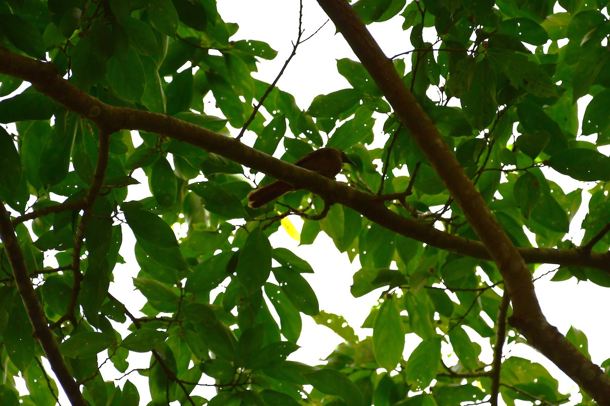 Finsch's Flycatcher-Thrush - ML639775218