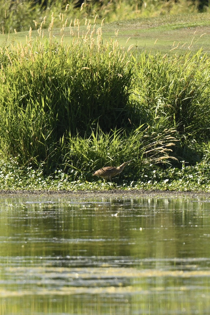 American Bittern - ML639775223