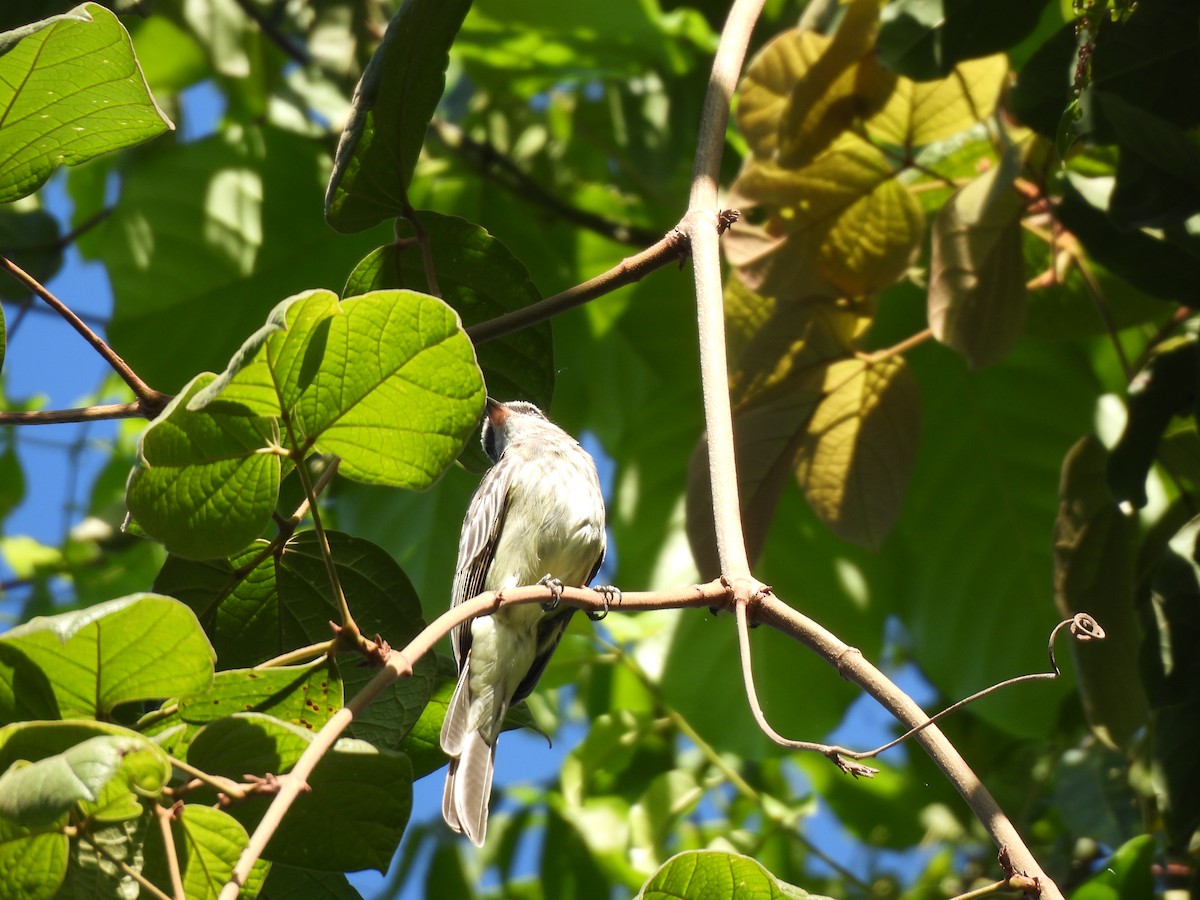 Variegated Flycatcher - ML639775296