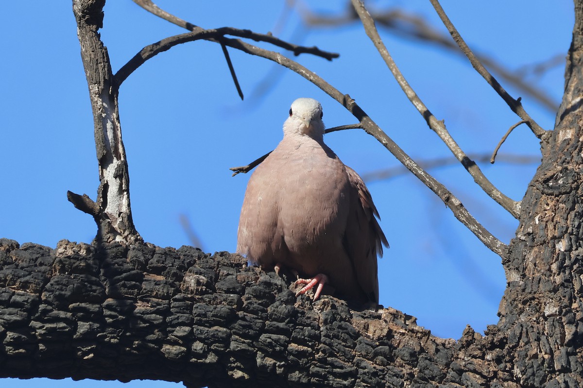 Ruddy Ground Dove - ML639775299