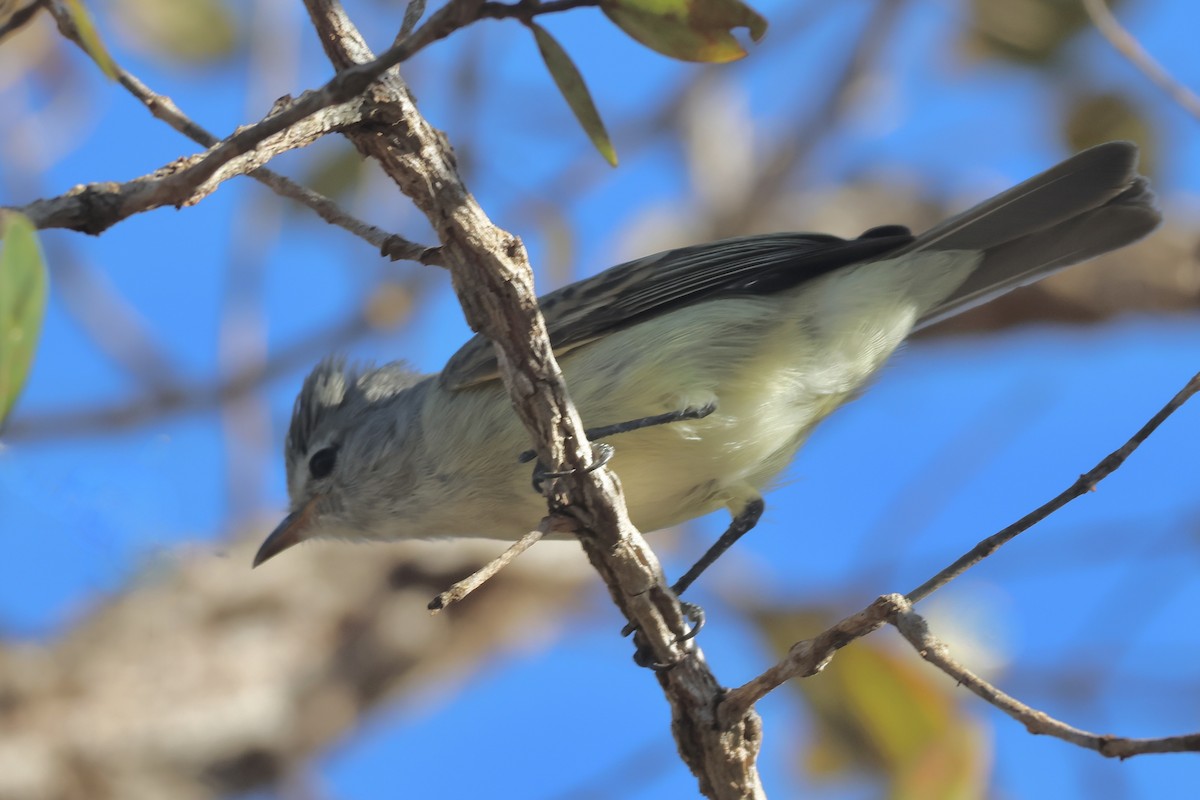 Southern Beardless-Tyrannulet - ML639775310
