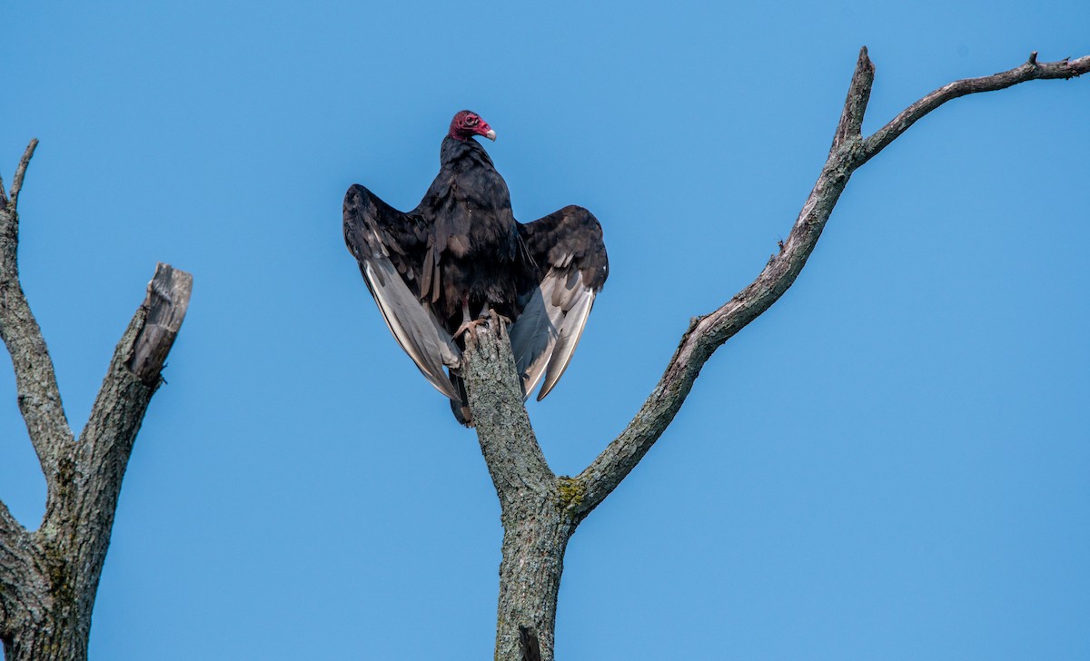 Turkey Vulture - ML639775326
