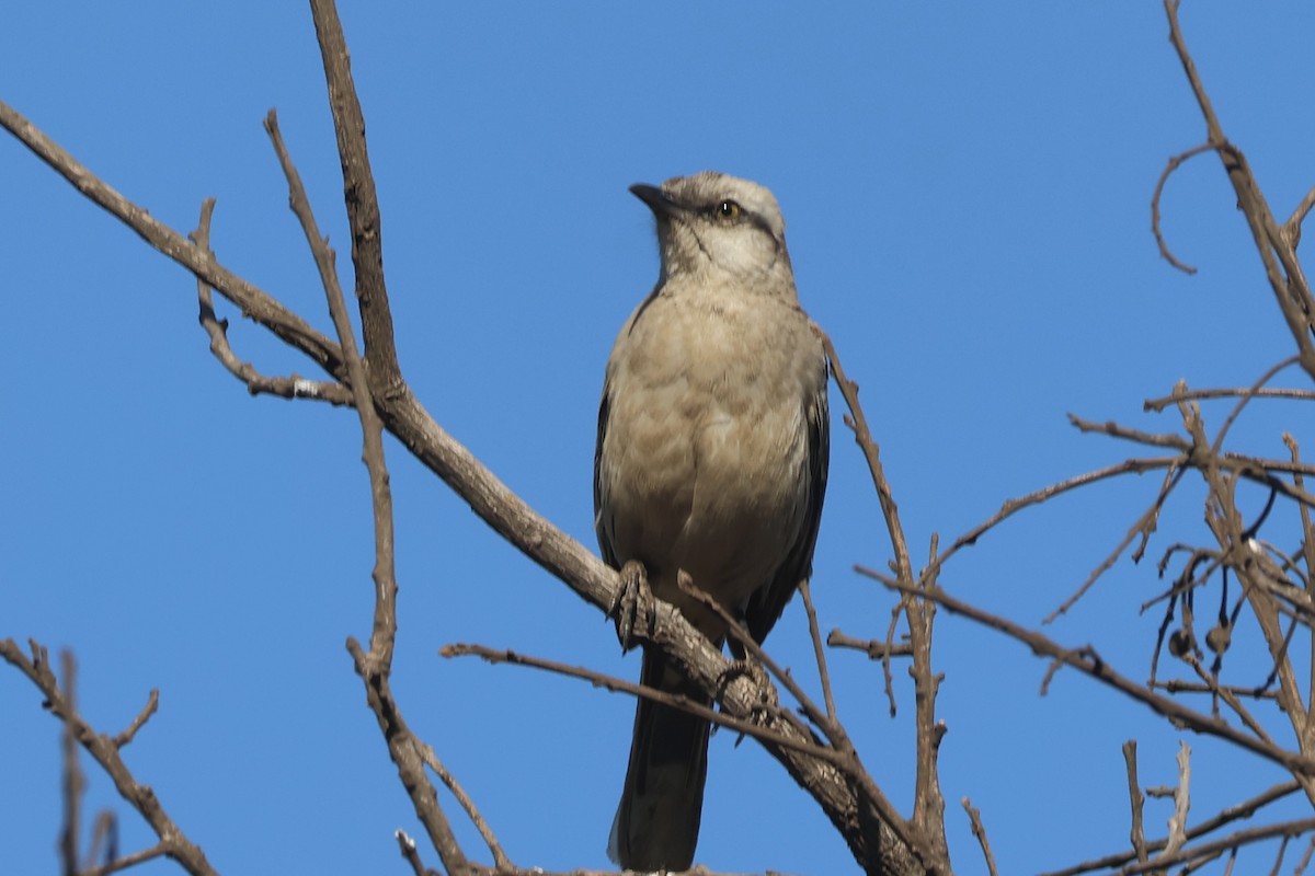 Chalk-browed Mockingbird - ML639775327
