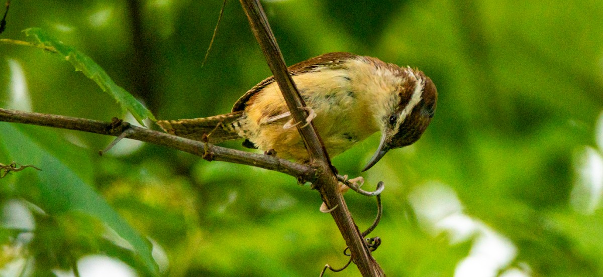 Carolina Wren - ML639775340