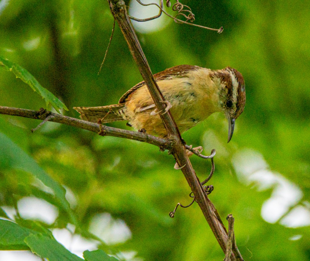 Carolina Wren - ML639775341