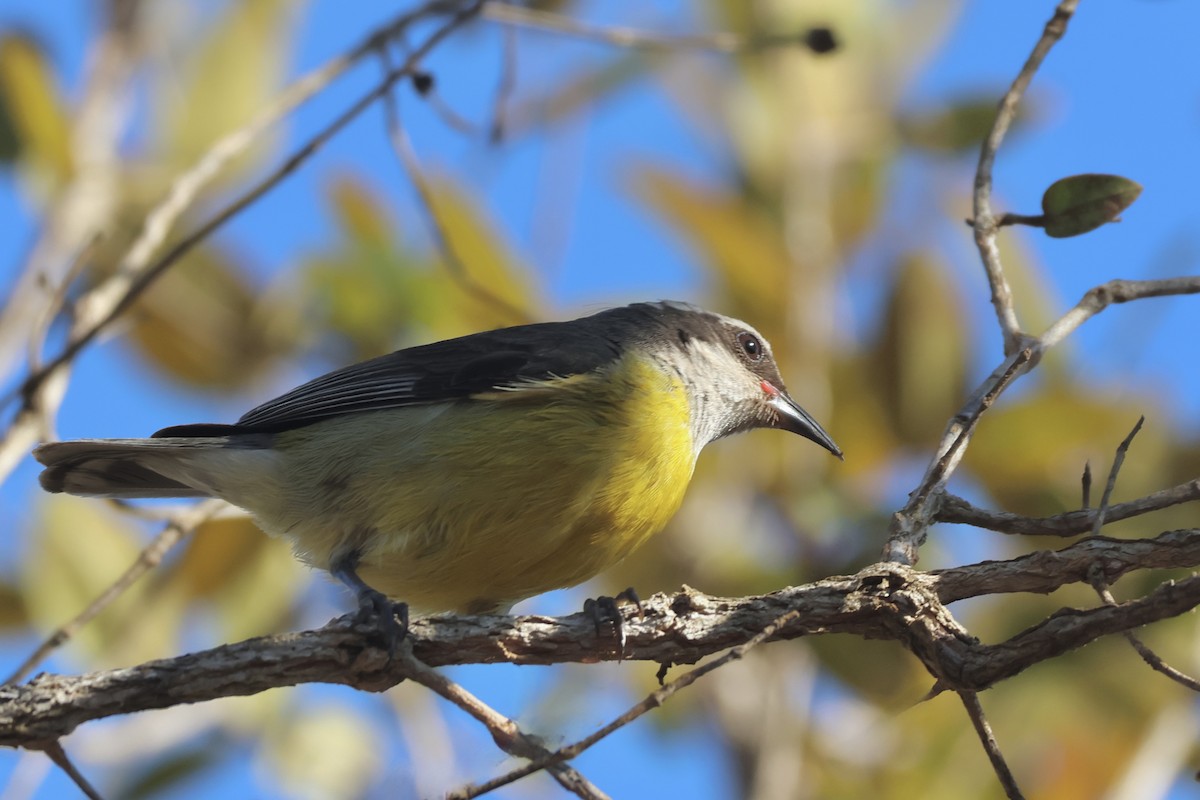 Bananaquit - ML639775345