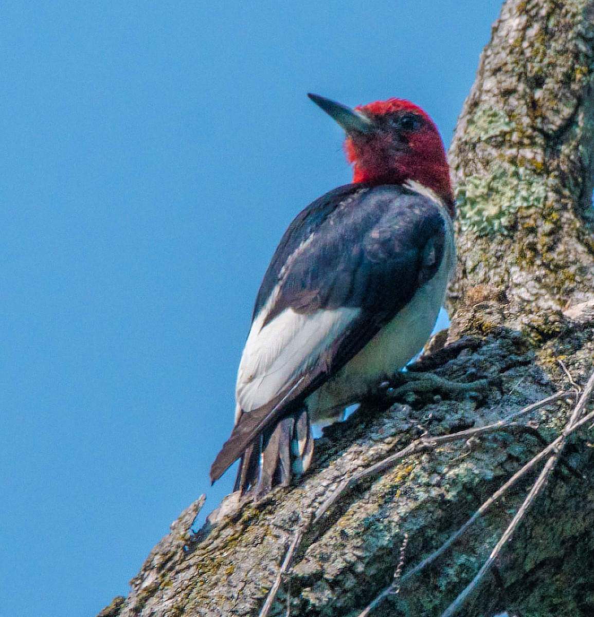 Red-headed Woodpecker - ML639775366