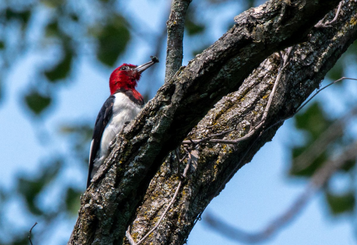 Red-headed Woodpecker - ML639775367