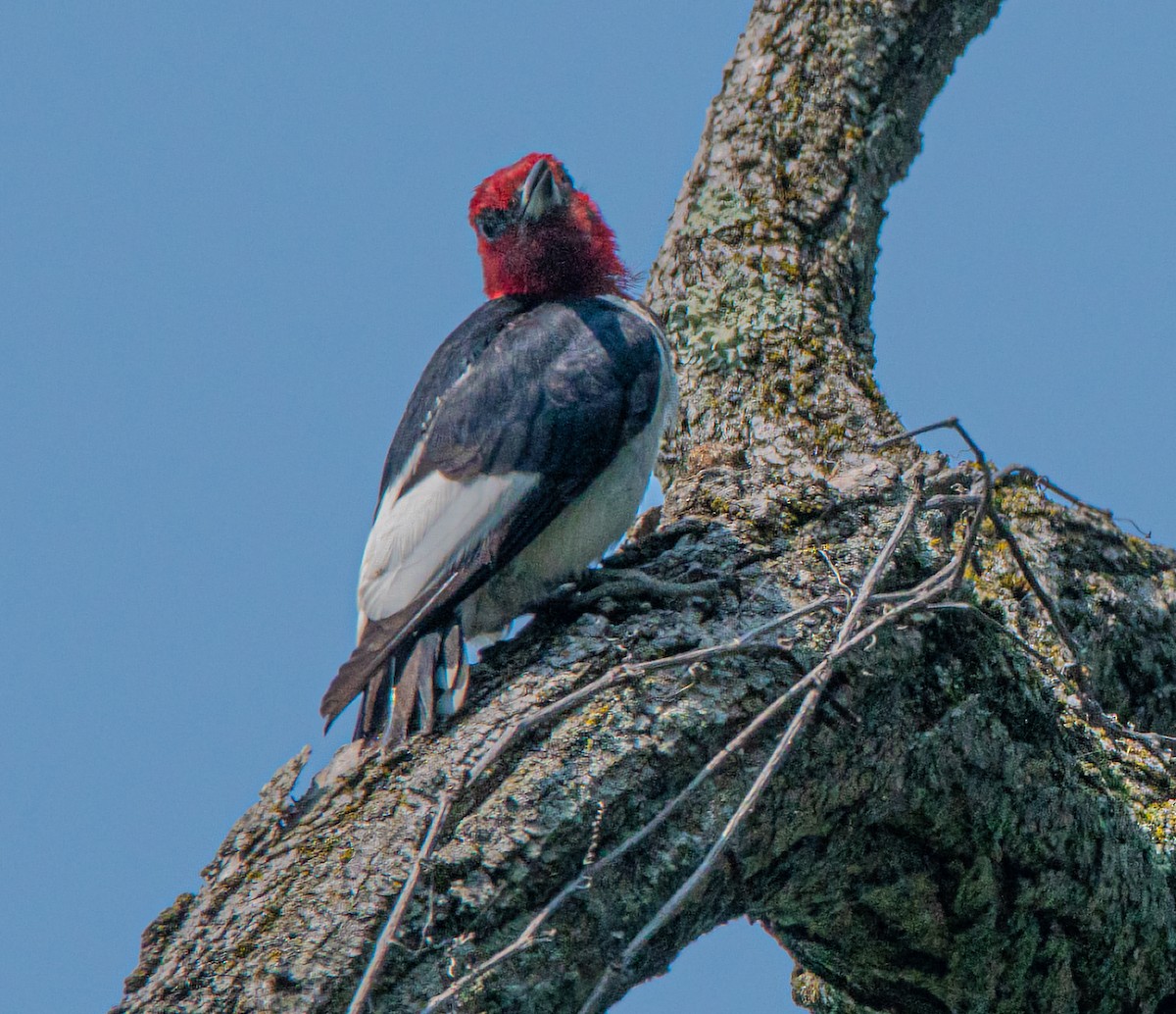 Red-headed Woodpecker - ML639775368