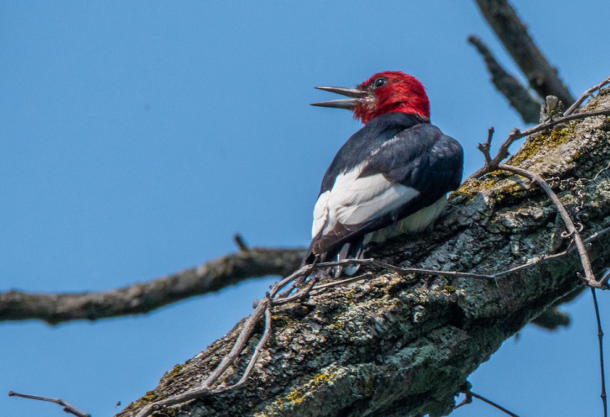 Red-headed Woodpecker - ML639775369