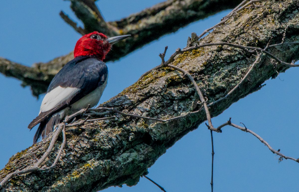 Red-headed Woodpecker - ML639775370