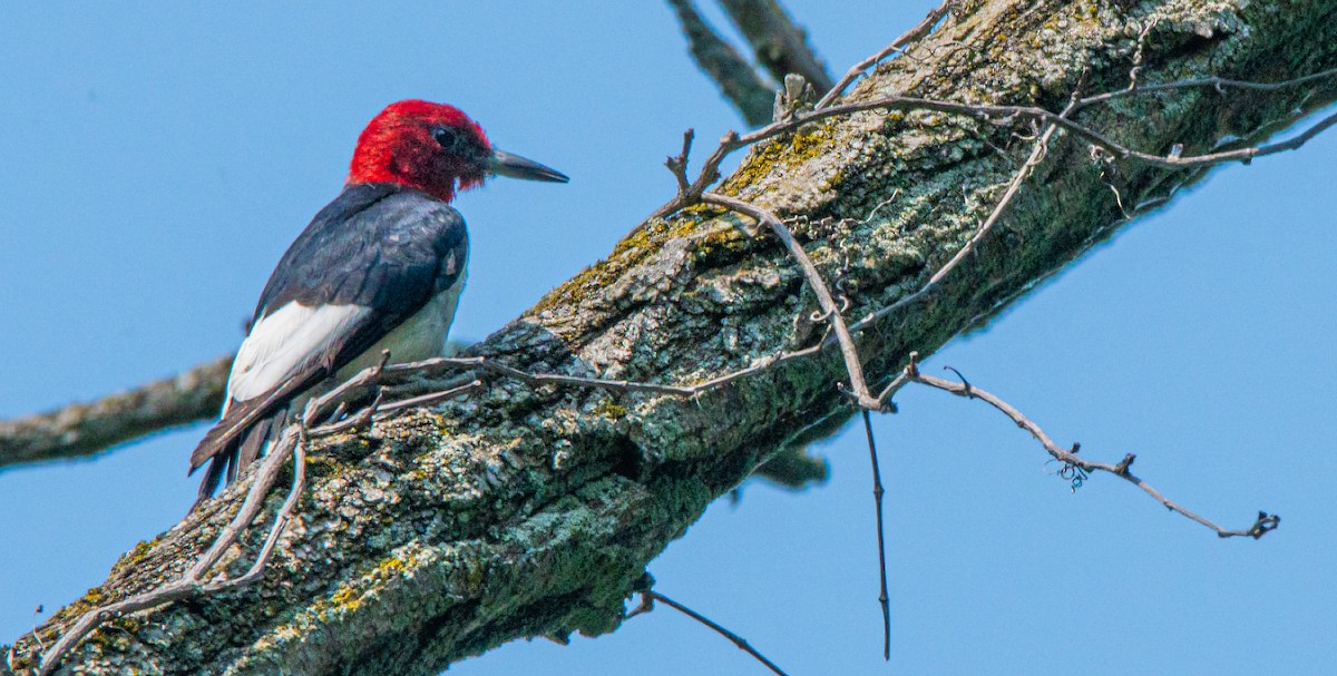 Red-headed Woodpecker - ML639775371