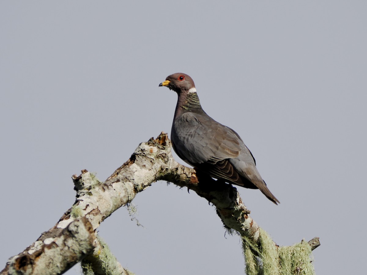 Band-tailed Pigeon - ML639775464
