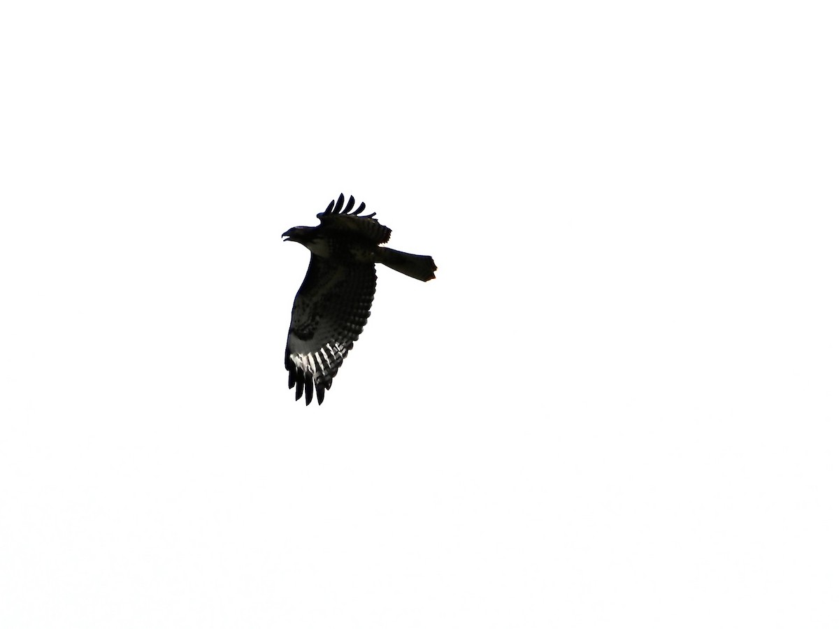 Red-tailed Hawk - ML639775471