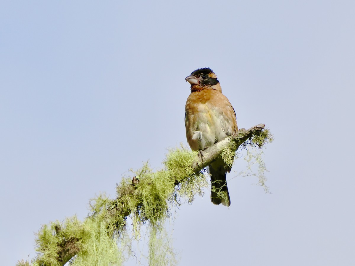 Black-headed Grosbeak - ML639775549