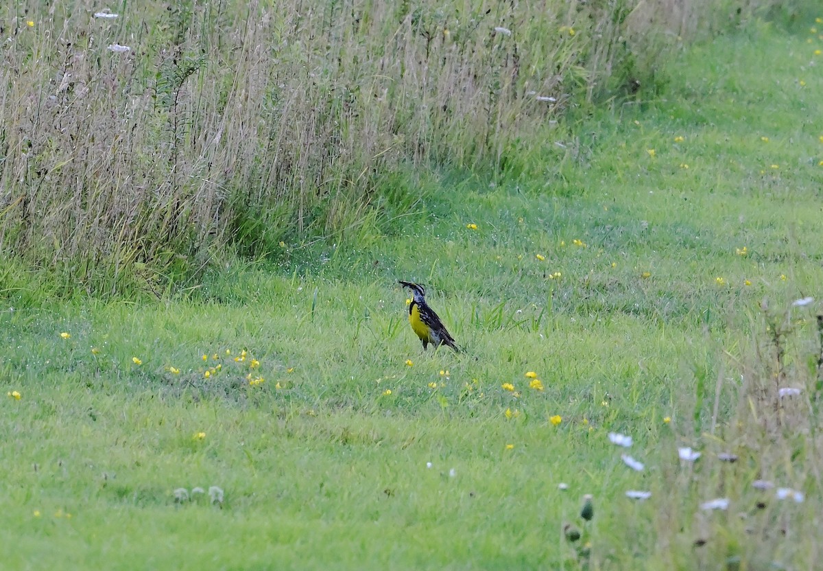 Eastern Meadowlark (Eastern) - ML639775601