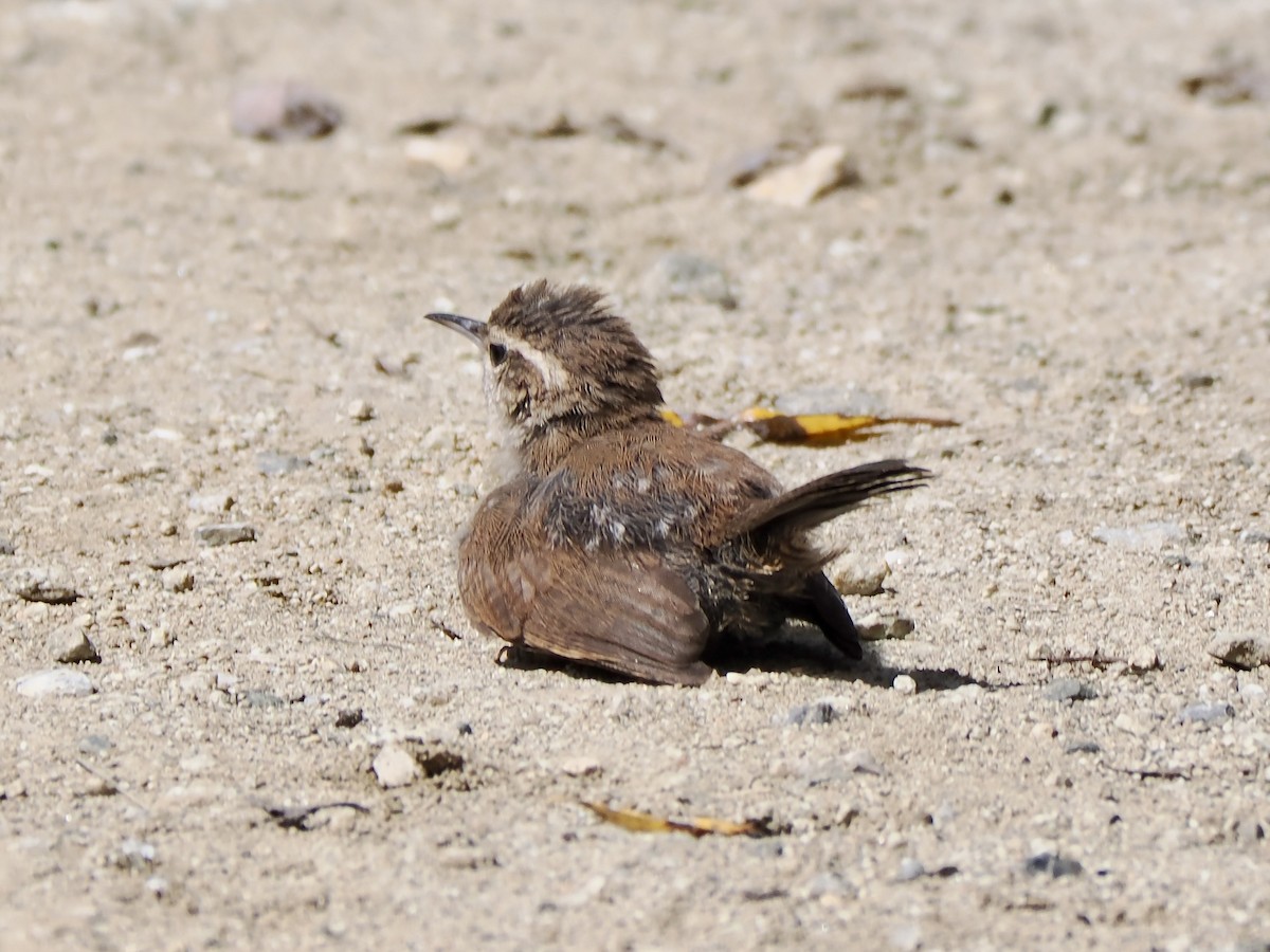 Bewick's Wren - ML639775612