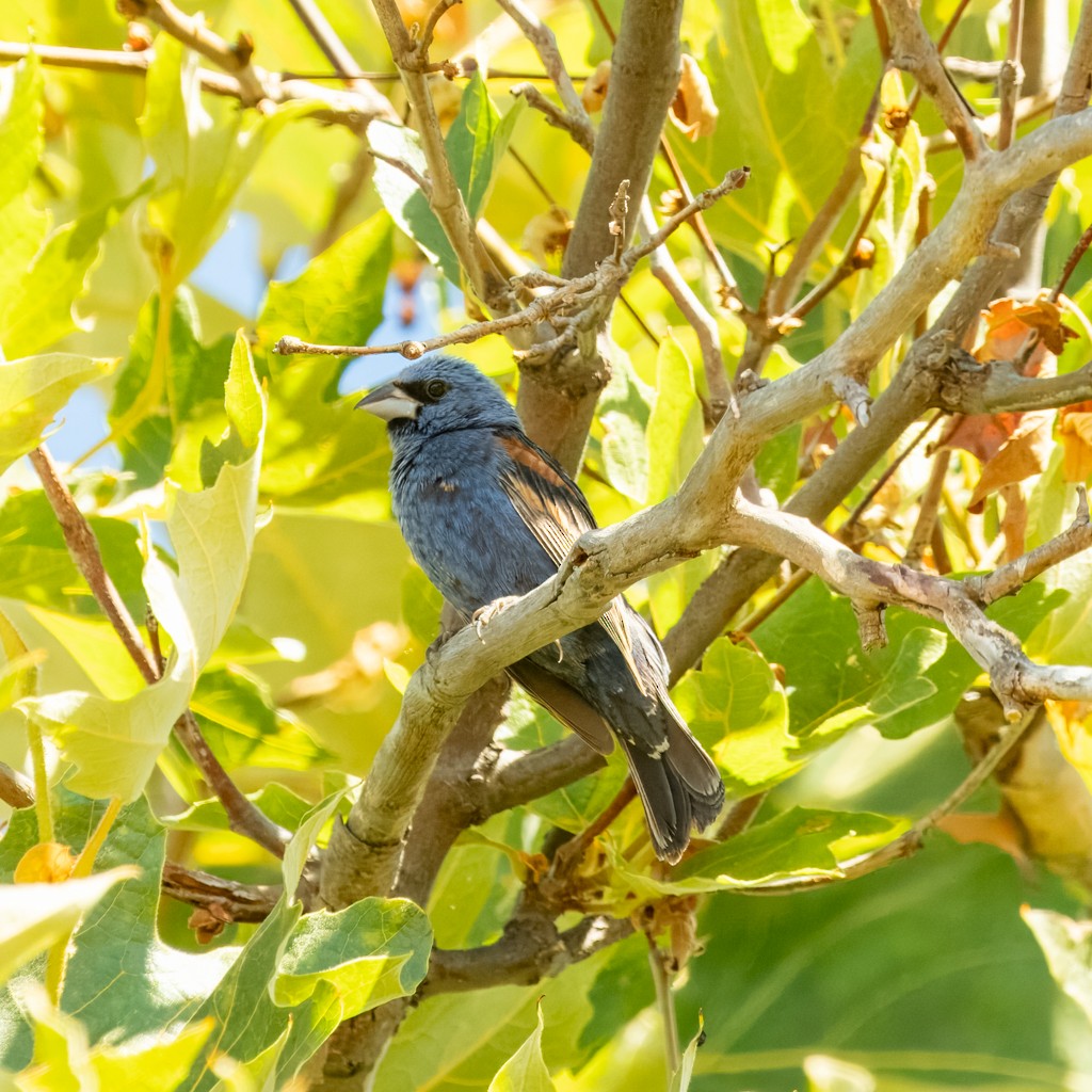 Blue Grosbeak - ML639775626