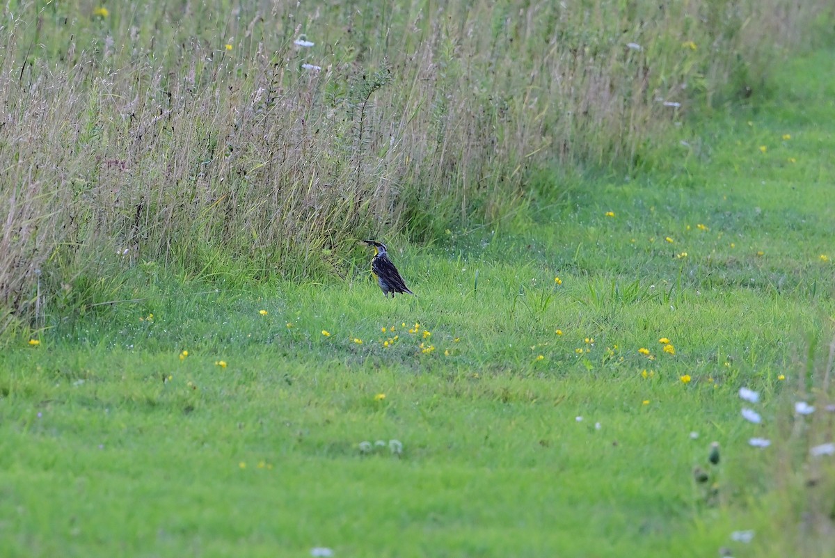 Eastern Meadowlark (Eastern) - ML639775627