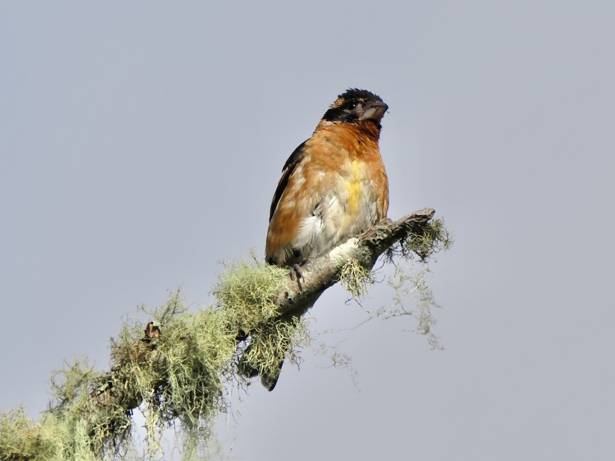 Black-headed Grosbeak - ML639775651