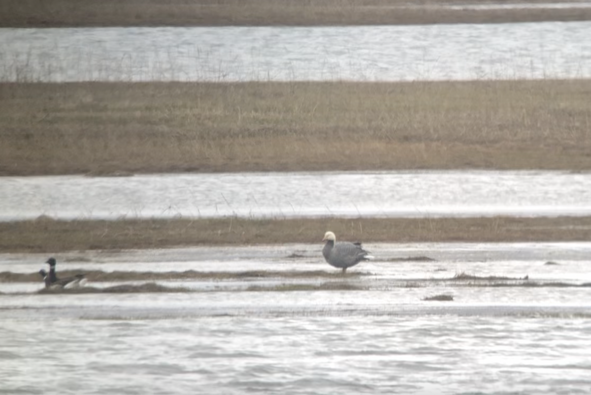 Emperor Goose - ML639775657