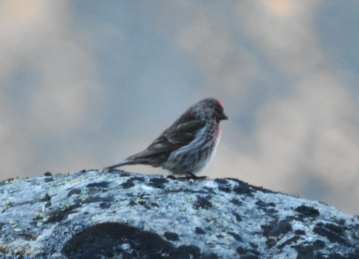 Redpoll (Common) - ML639775685