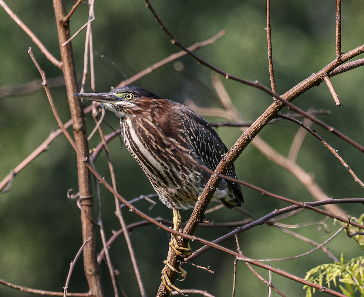Green Heron - ML639775689