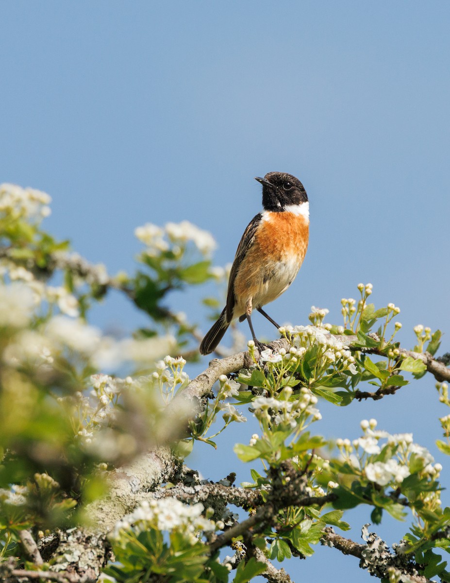 European Stonechat - ML639775757