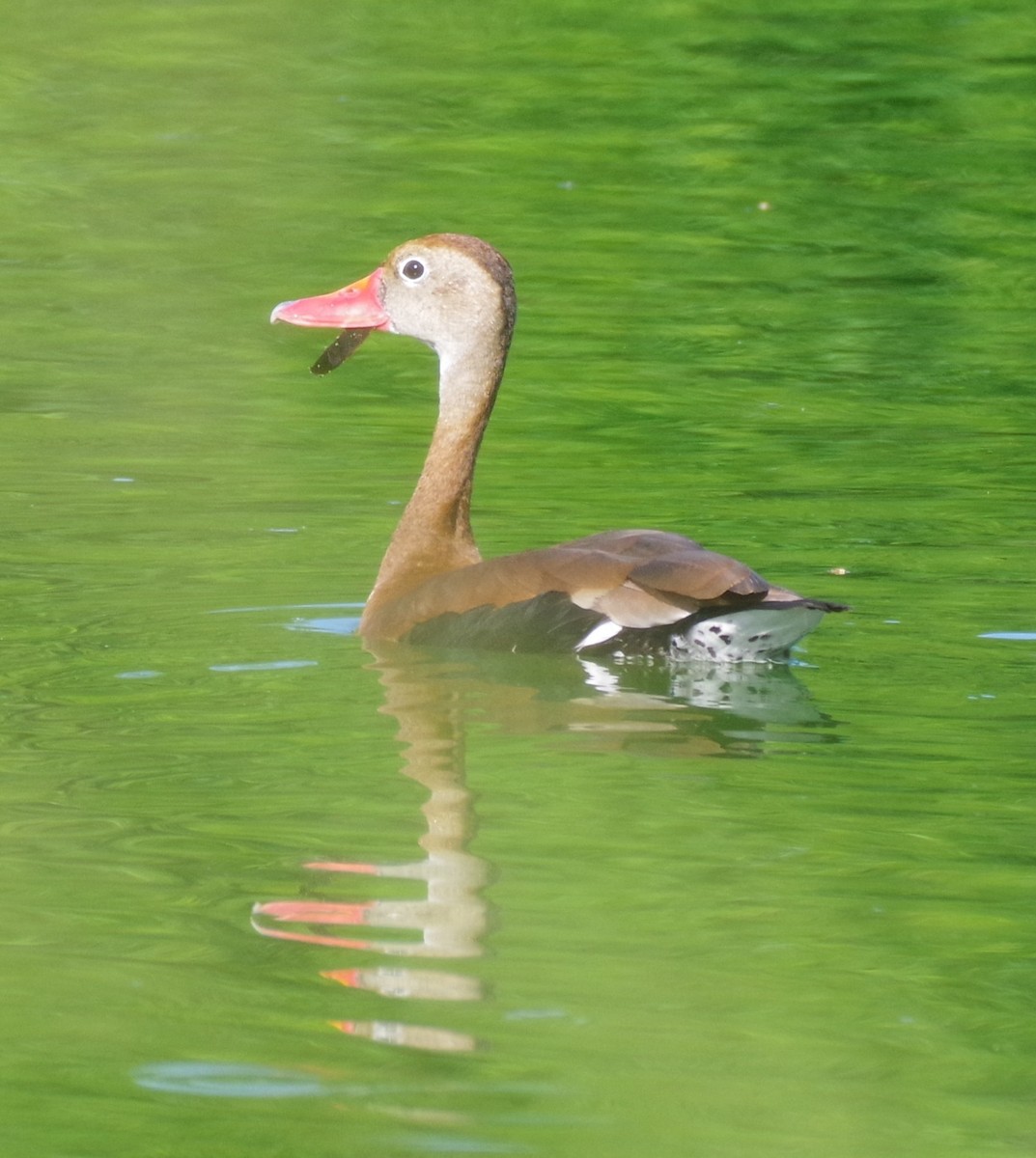 Black-bellied Whistling-Duck (fulgens) - ML639775806