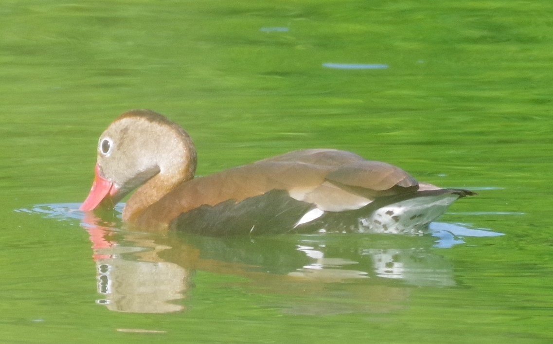 Black-bellied Whistling-Duck (fulgens) - ML639775807