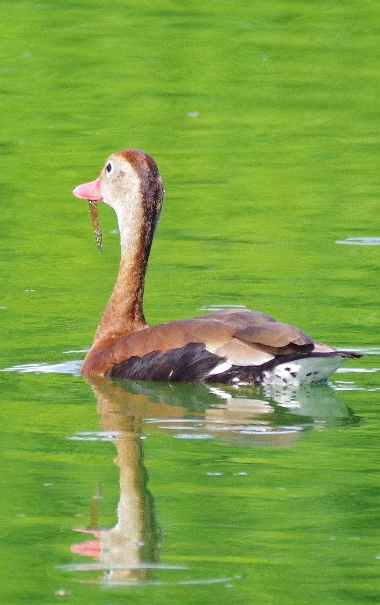 Black-bellied Whistling-Duck (fulgens) - ML639775808