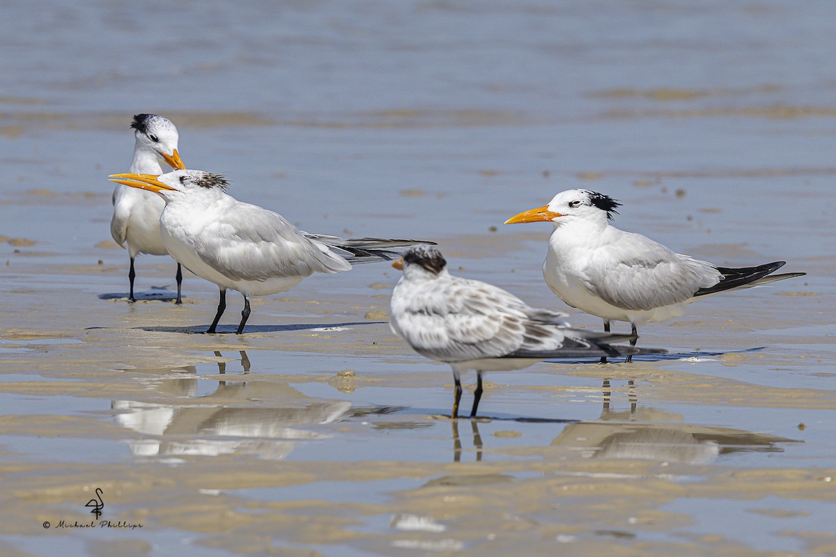 Royal Tern - ML639775835