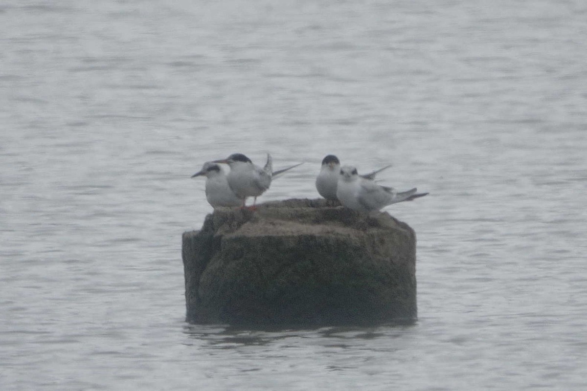 Forster's Tern - ML639775970